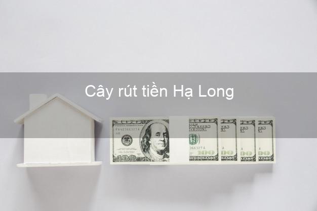 Cây rút tiền Hạ Long Quảng Ninh