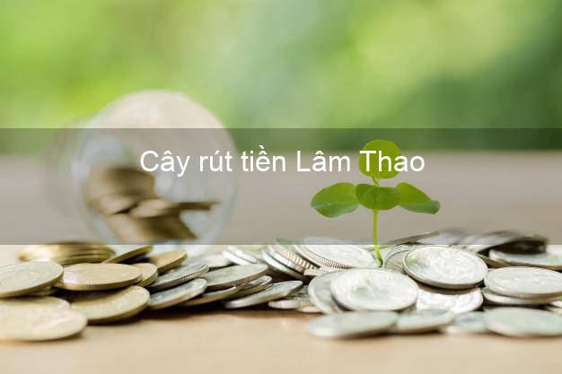 Cây rút tiền Lâm Thao Phú Thọ