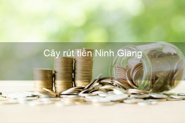 Cây rút tiền Ninh Giang Hải Dương