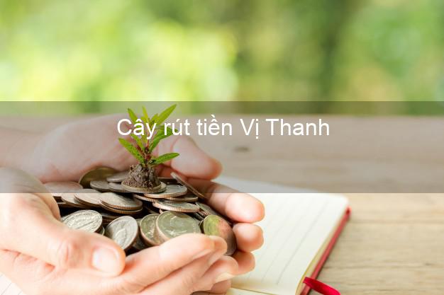 Cây rút tiền Vị Thanh Hậu Giang