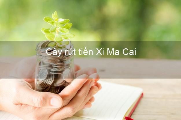 Cây rút tiền Xi Ma Cai Lào Cai